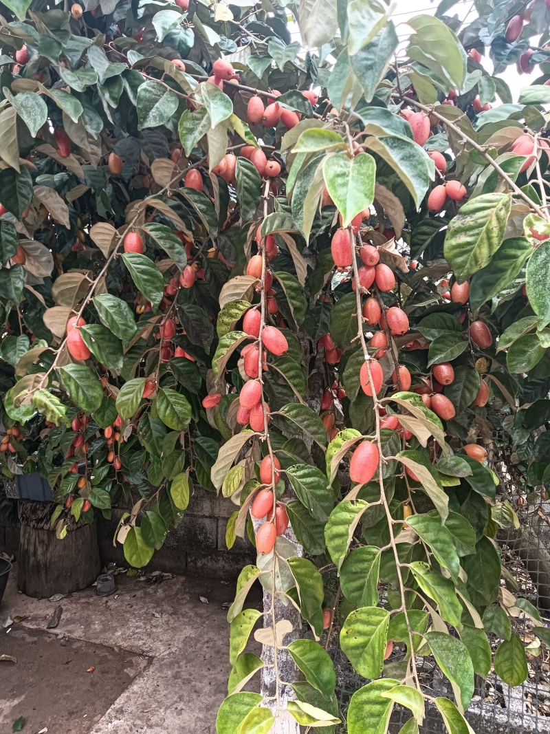 云南省普洱市思茅区羊奶果甜的