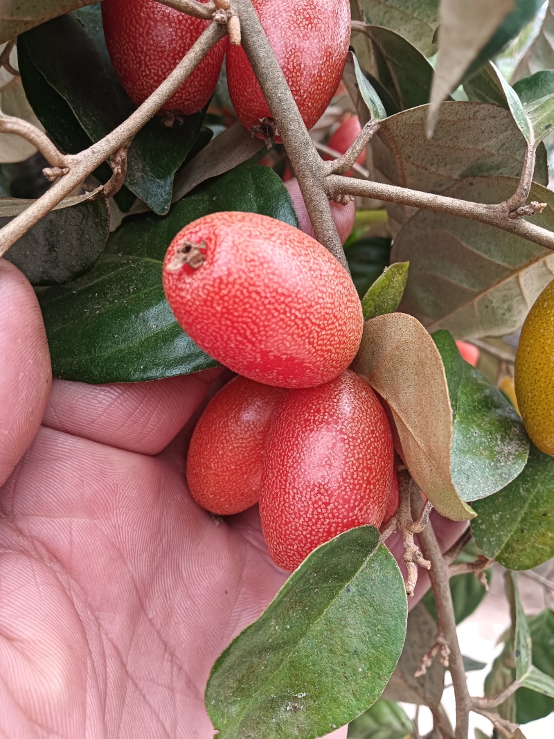 云南省普洱市思茅区羊奶果甜的