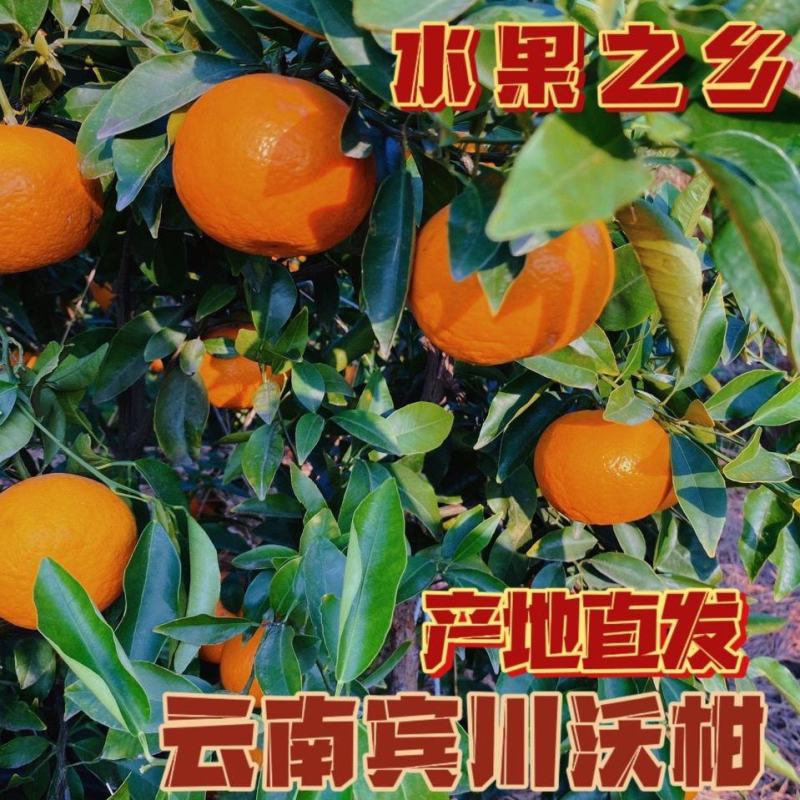 云南宾川沃柑，大吨位供应。
