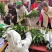 富贵竹，一把10根，好货不贵