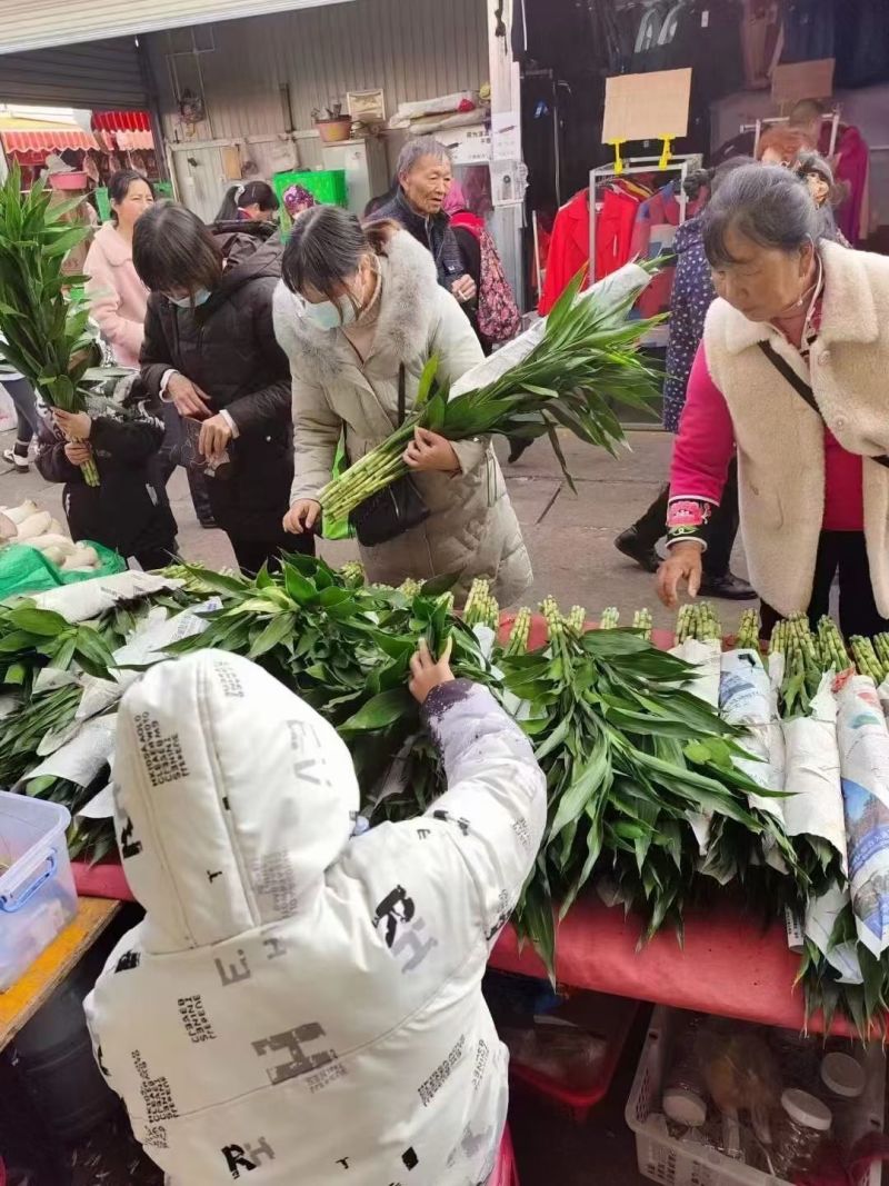 富贵竹，一把10根，好货不贵