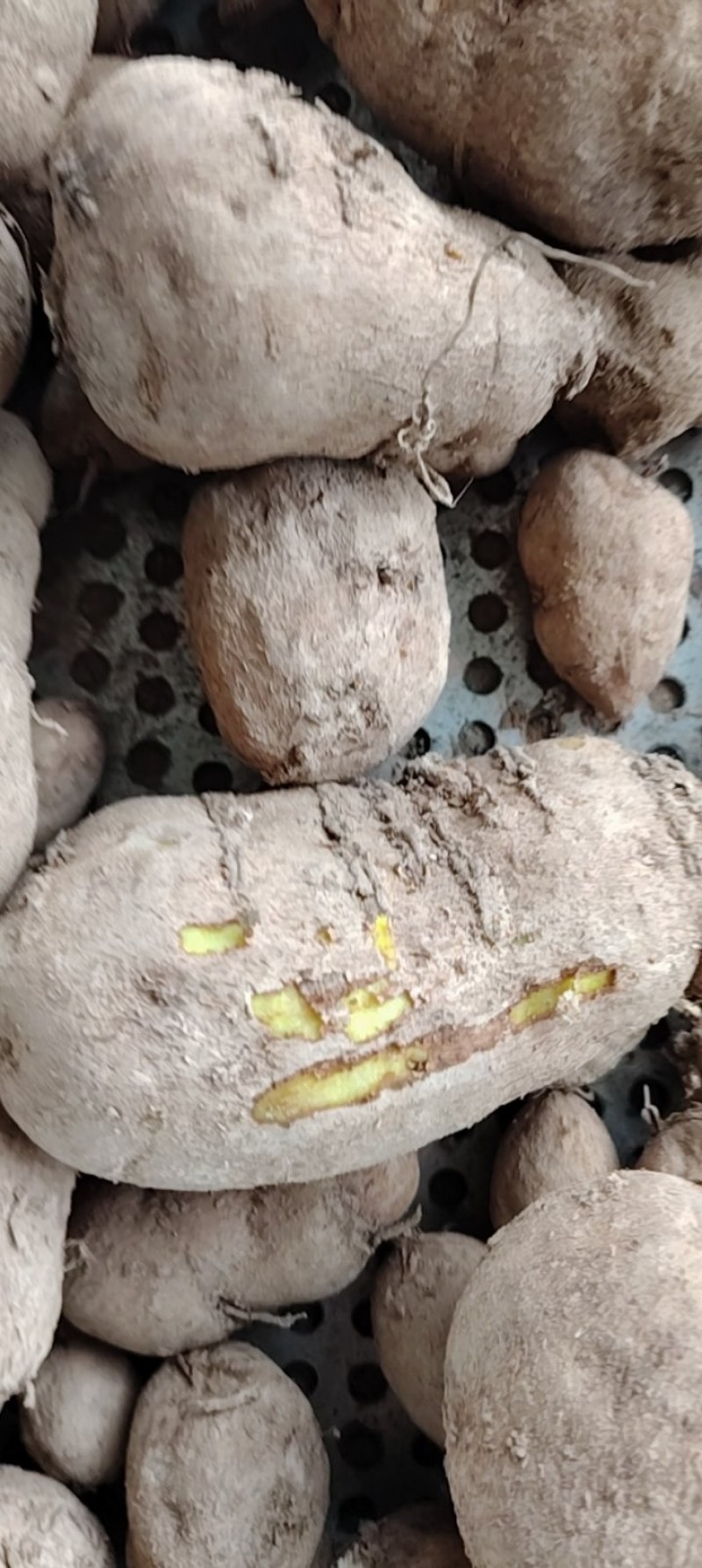 自家种的七年金果榄现挖现卖诚信经营欢迎选购
