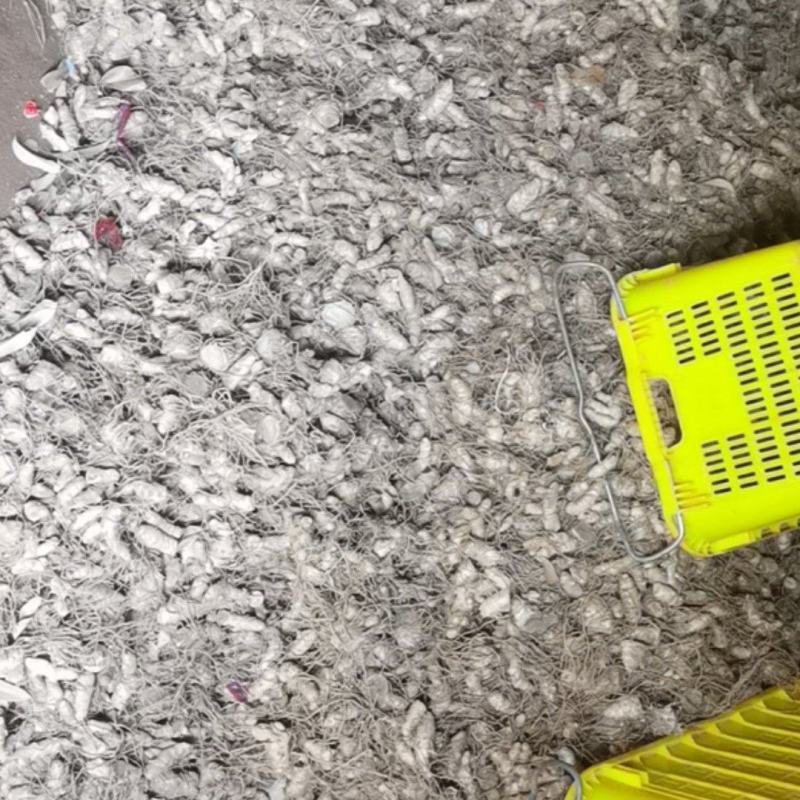 莪术