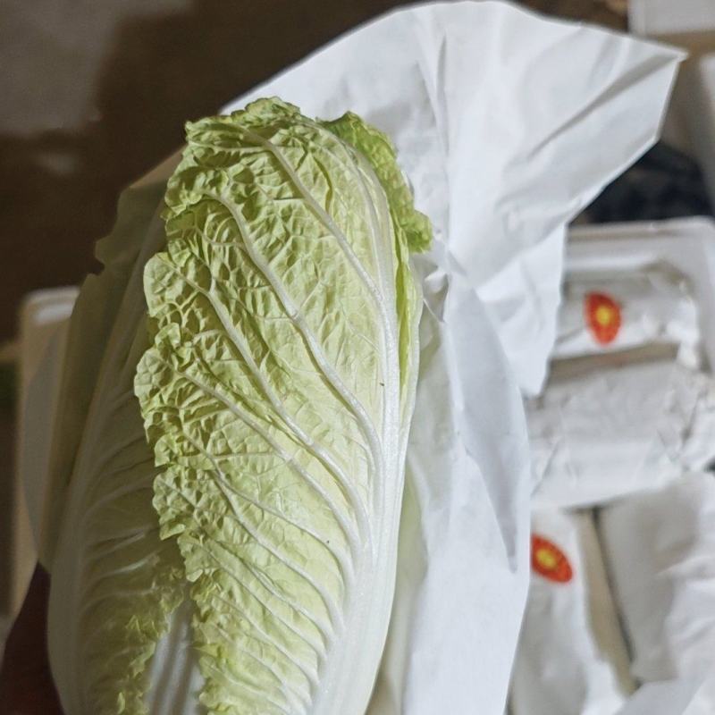 产地直发高原夏菜毛菜精品黄心箱装大娃娃菜
