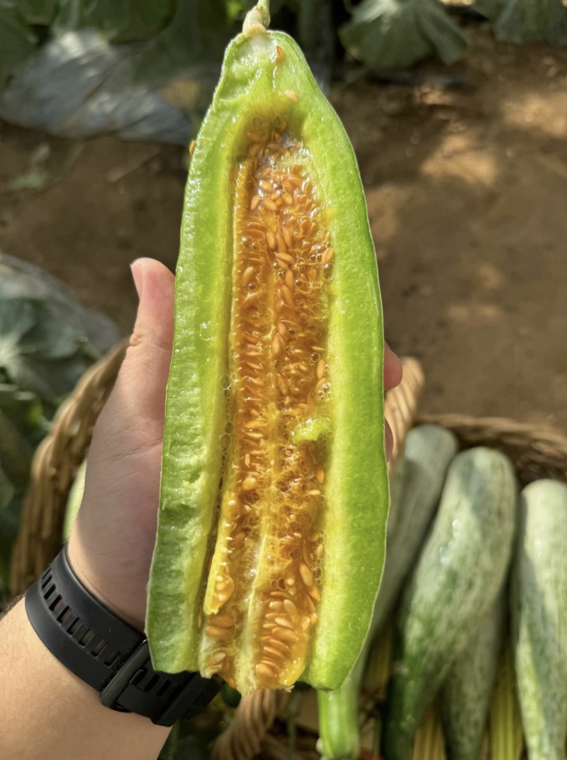 【羊角蜜甜瓜】山东羊角蜜/寿光甜瓜/电商团购一件批发