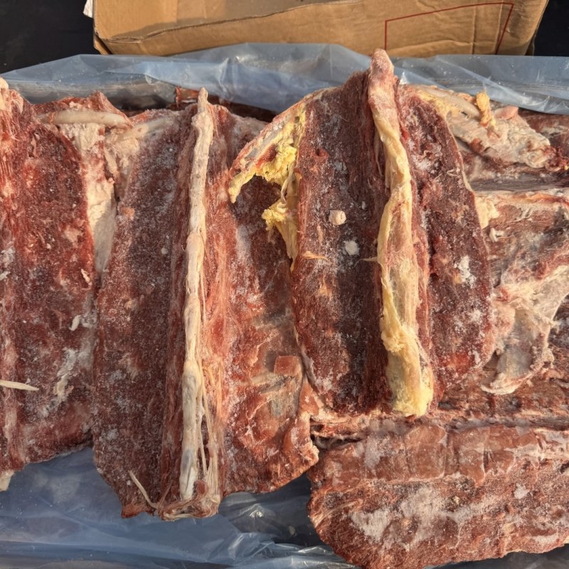 带排多肉羊蝎子