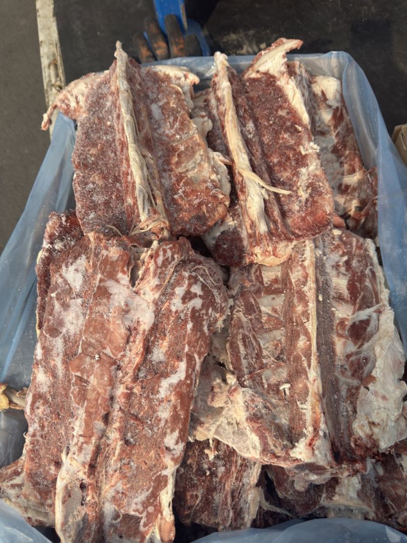带排多肉羊蝎子
