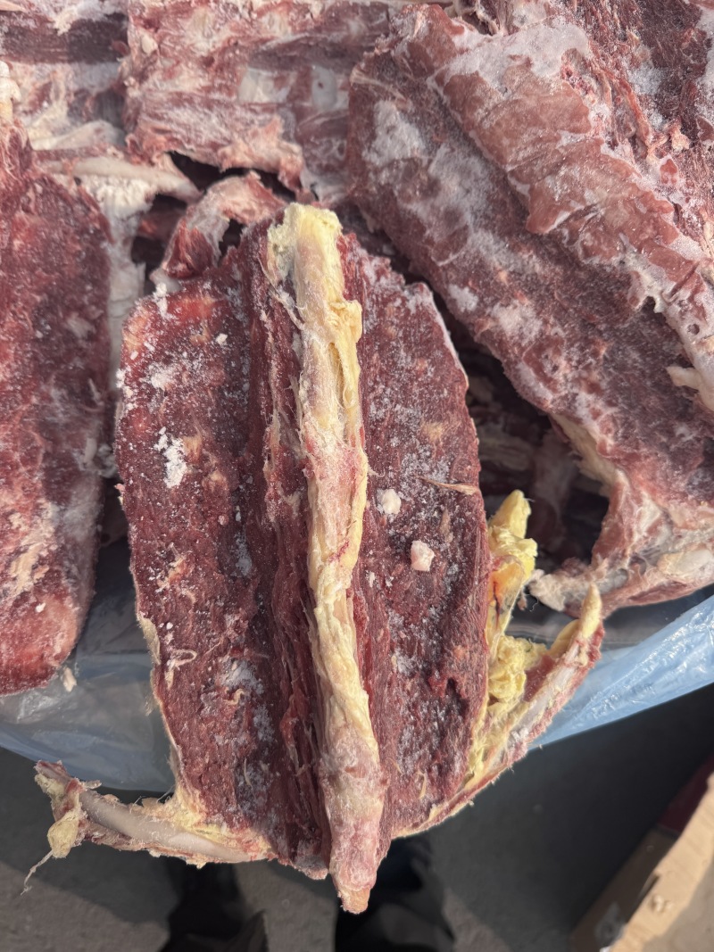 带排多肉羊蝎子