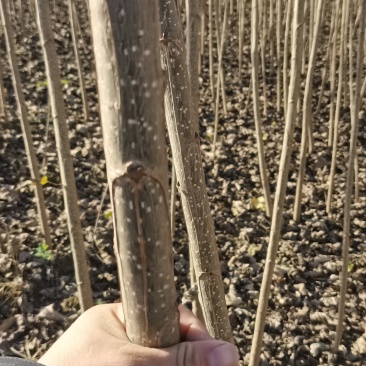 107速生杨树苗，自己家种植，现存1公分至2公分左右的量大