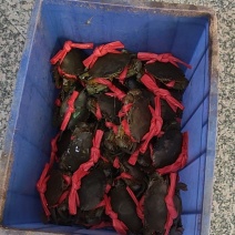广东阳江本地膏蟹