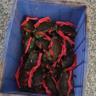 广东阳江本地膏蟹