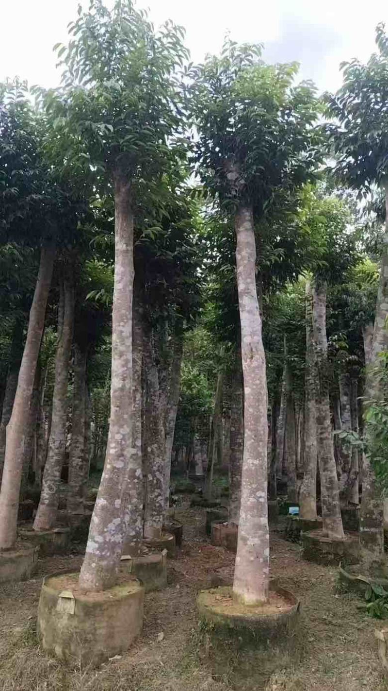 嫁接奇楠头2分头高度1米，欢迎联系看货要货