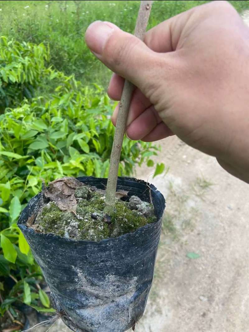 嫁接奇楠头2分头高度1米，欢迎联系看货要货