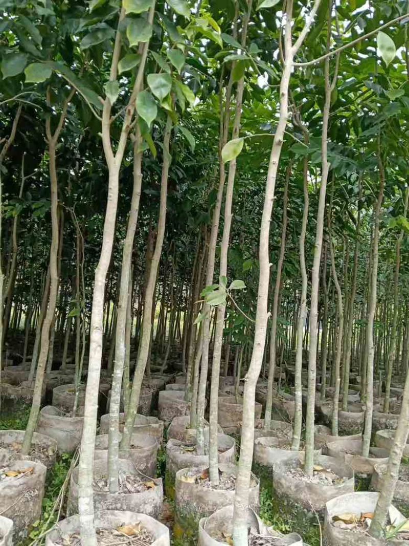 嫁接奇楠头2分头高度1米，欢迎联系看货要货