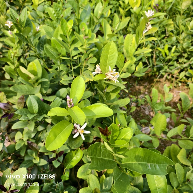 台湾四季香水柠檬苗嫁接苗杯苗子弹头四季香水柠檬苗