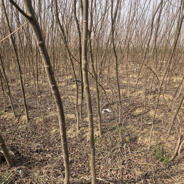 供应2-3公分刺槐