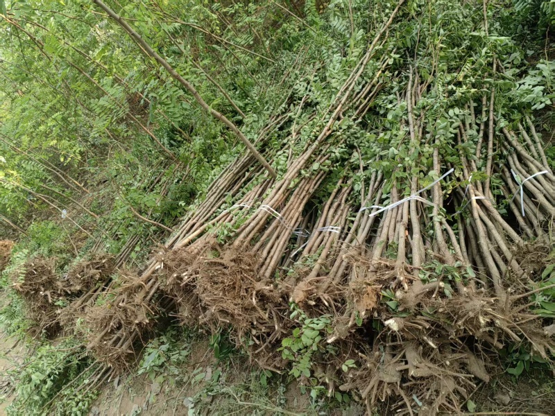 供应2-3公分刺槐