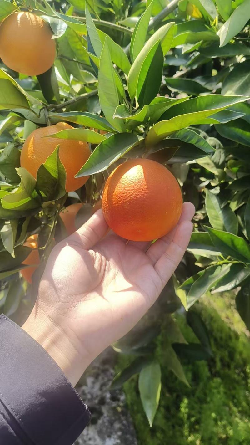 万州血橙玫瑰香橙，质优价廉可对接全国欢迎咨询来电