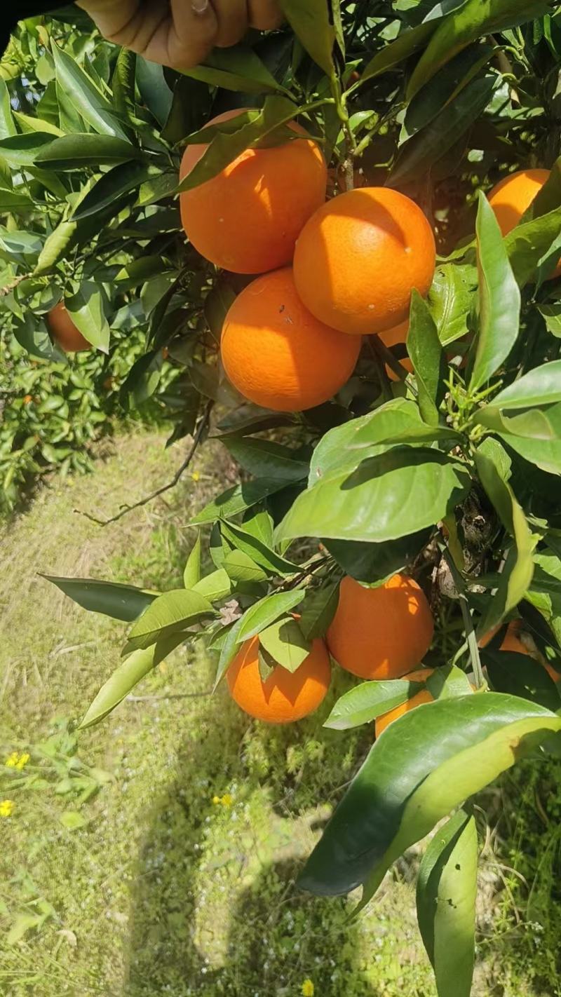 万州血橙玫瑰香橙，质优价廉可对接全国欢迎咨询来电