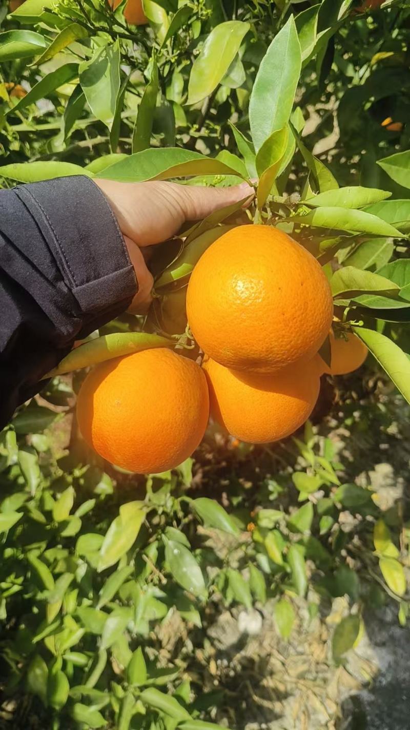 万州血橙玫瑰香橙，质优价廉可对接全国欢迎咨询来电
