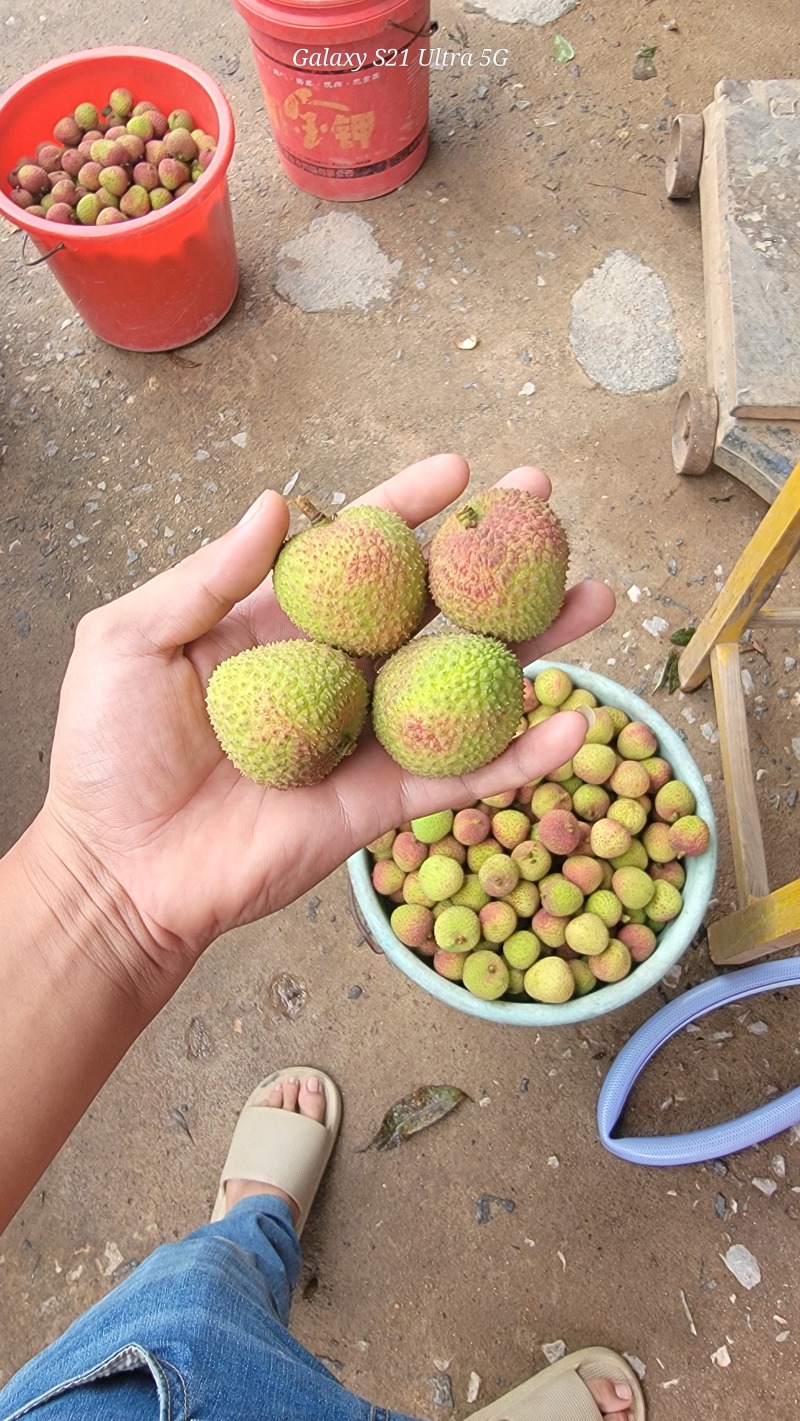 广西灵山鸡嘴荔南国等