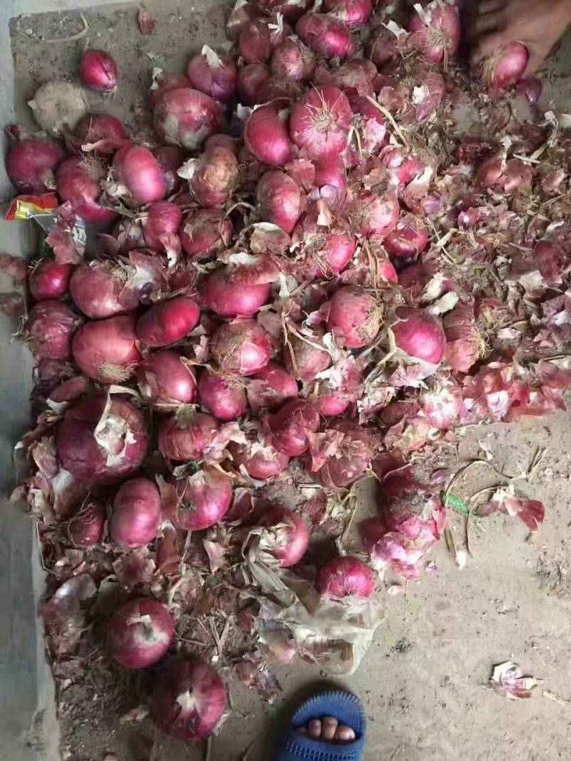 山东紫皮洋葱新鲜上市价格美丽对接全国量大从优欢迎询价