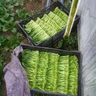 千亩豌豆尖，菜心，芥兰即将上市，寻求全国优质客户！！质量