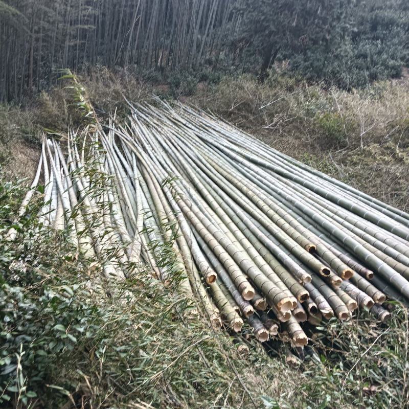 毛竹