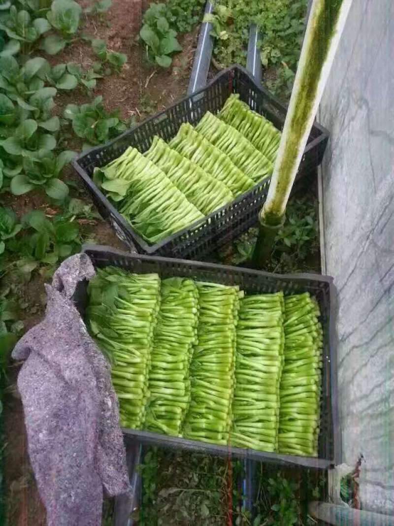 千亩豌豆尖，菜心，芥兰即将上市，寻求全国优质客户！！质量