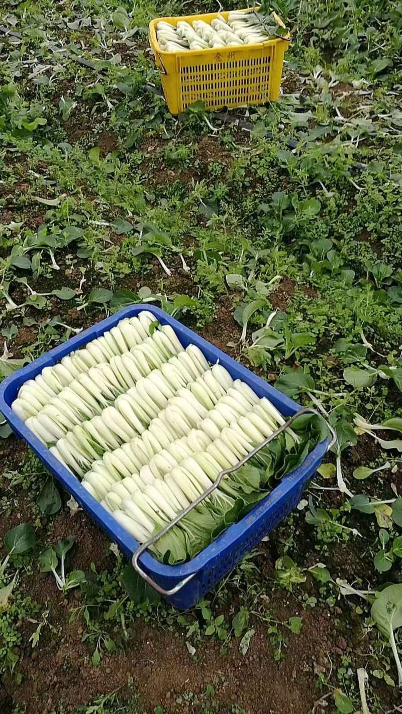 千亩豌豆尖，菜心，芥兰即将上市，寻求全国优质客户！！质量