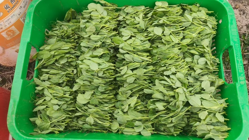 千亩豌豆尖，菜心，芥兰即将上市，寻求全国优质客户！！质量