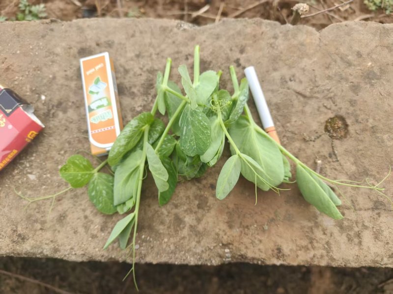 千亩豌豆尖，菜心，芥兰即将上市，寻求全国优质客户！！质量