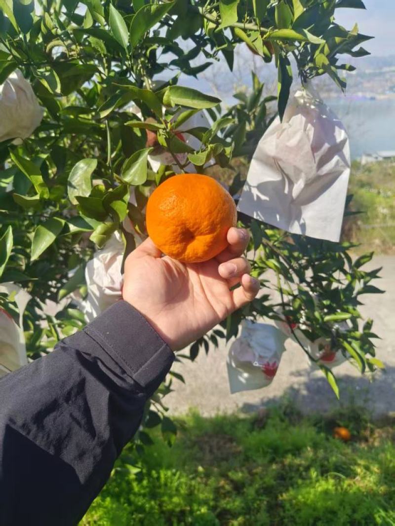 【推荐】重庆万州耙耙柑批发，一手货源品质保障，货源充足