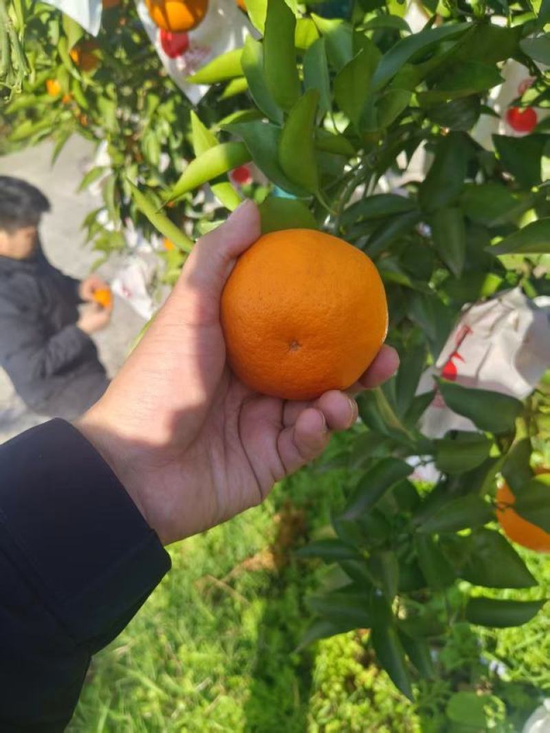 【推荐】重庆万州耙耙柑批发，一手货源品质保障，货源充足
