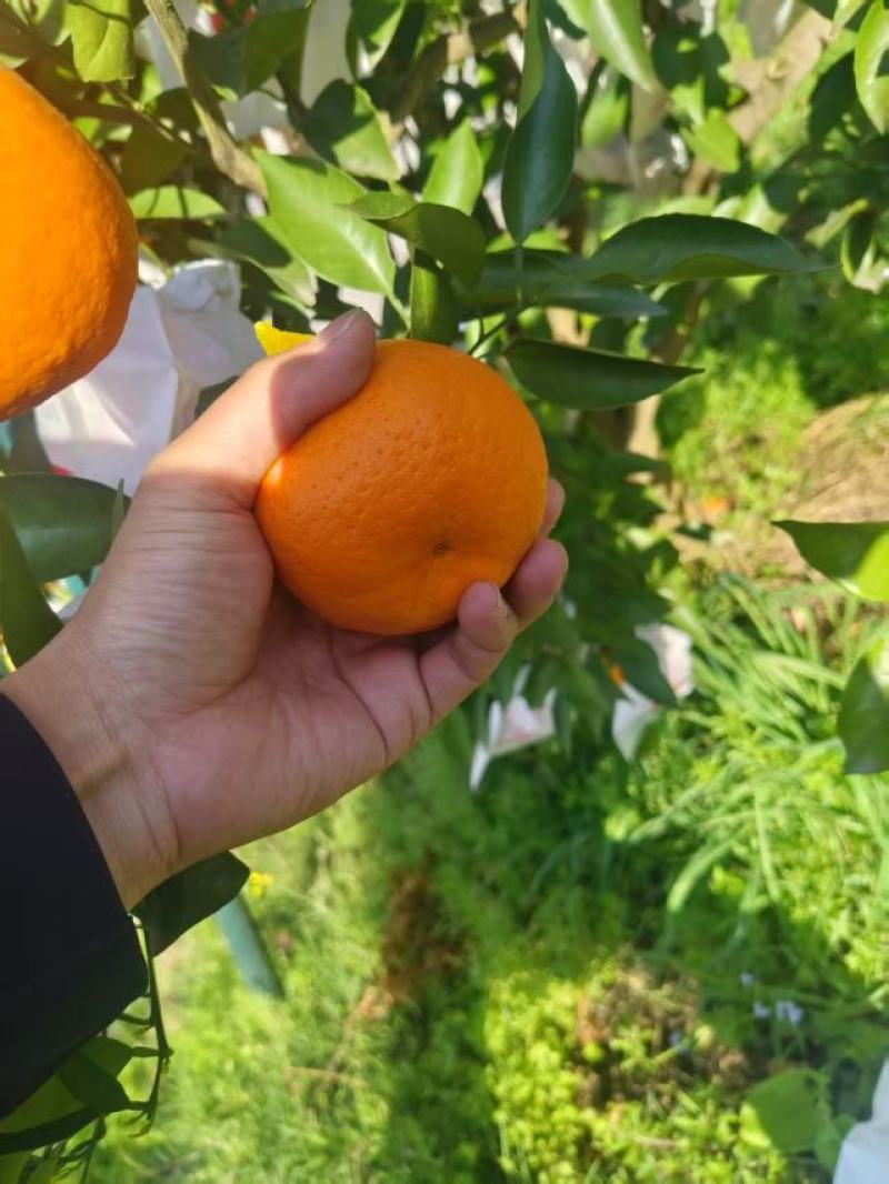 【推荐】重庆万州耙耙柑批发，一手货源品质保障，货源充足