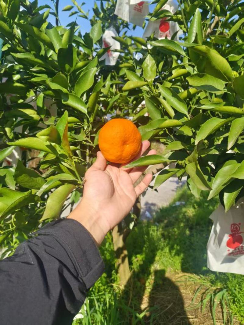 【推荐】重庆万州耙耙柑批发，一手货源品质保障，货源充足