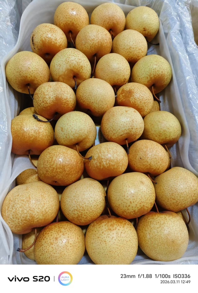 精品，南果梨，花盖梨大量接单品质保证欢迎来电咨询