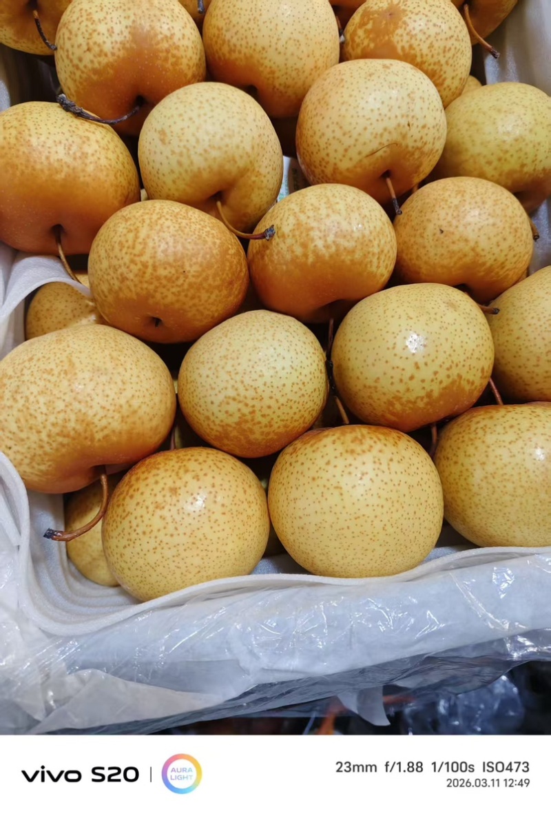 精品，南果梨，花盖梨大量接单品质保证欢迎来电咨询