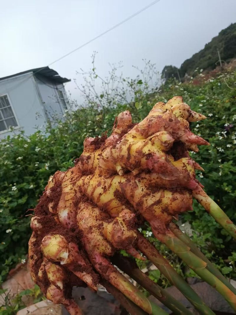 云南小黄姜，二黄姜生姜