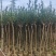 小叶紫薇3至10分大量出售