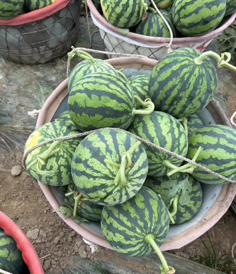 【热卖】头茬美都西瓜产地直销保质保量欢迎各老板采购