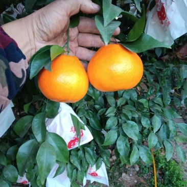 春见