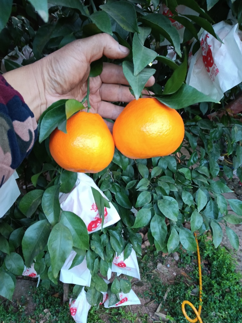 春见