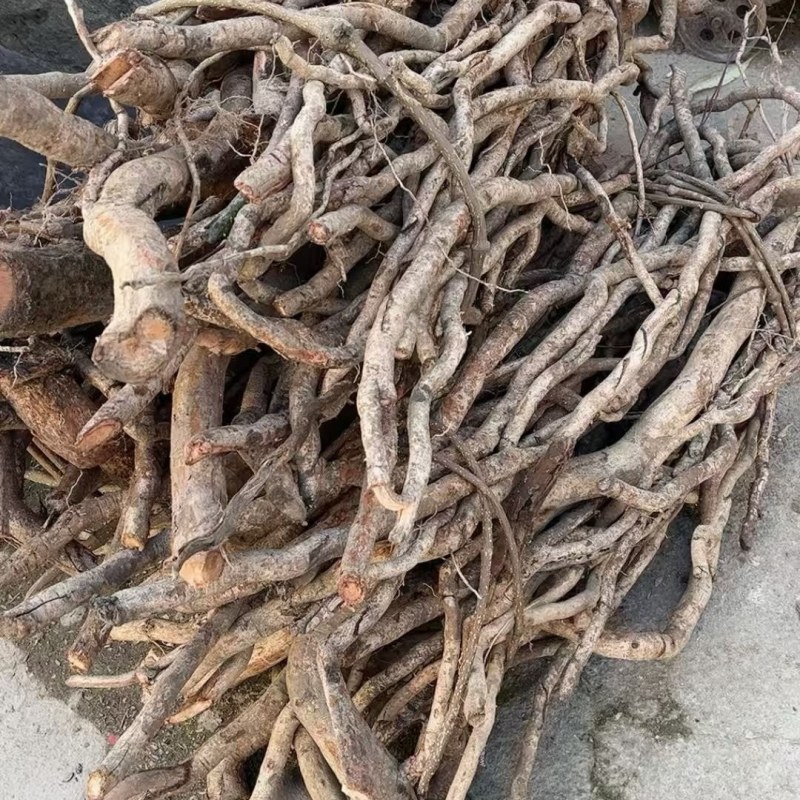 野生土杜仲藤杜仲现货批发可视频看货