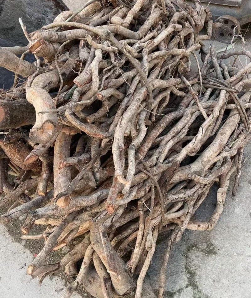 野生土杜仲藤杜仲现货批发可视频看货