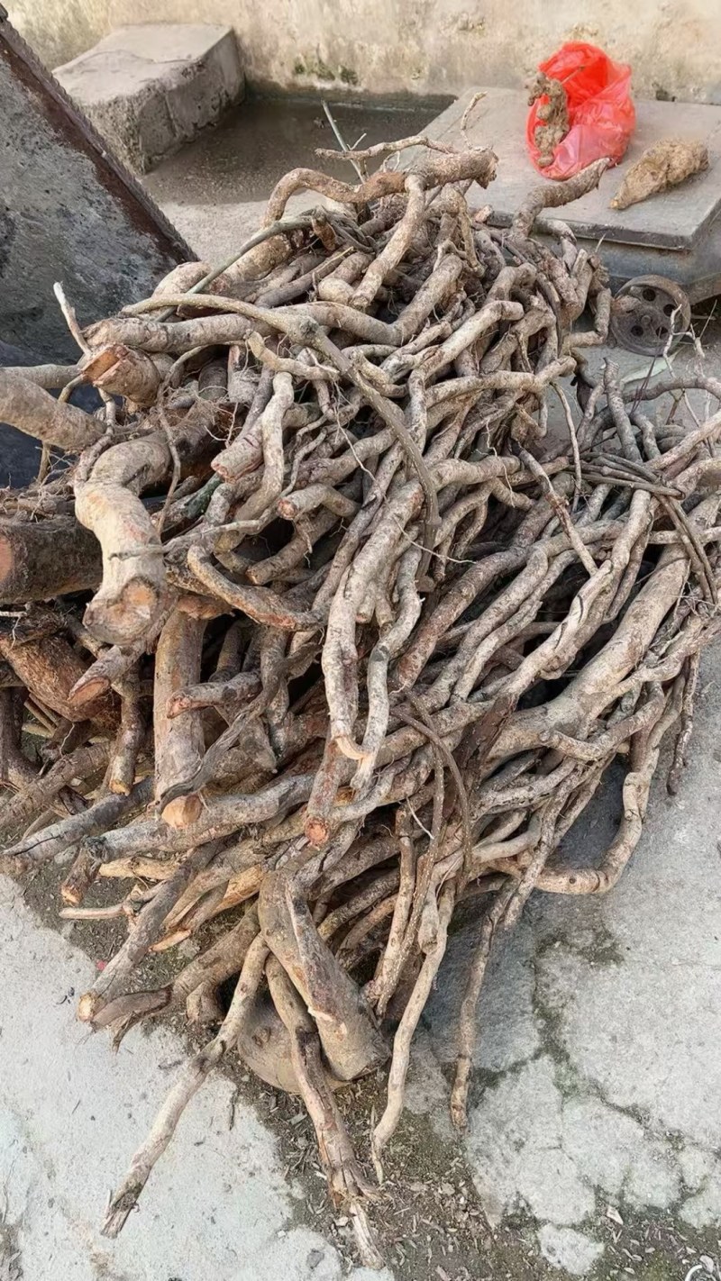 野生土杜仲藤杜仲现货批发可视频看货