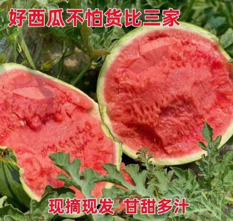 【甜王西瓜】陕西原产地直销量大质优保质保量价格优惠