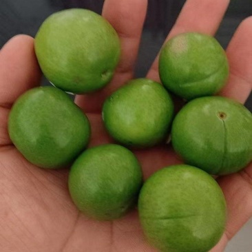 大量加工蜜饯用小青果货源充足保质保量代发货