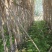 想卖白玉甘蔗，有意向的老板可打电话随时联系我