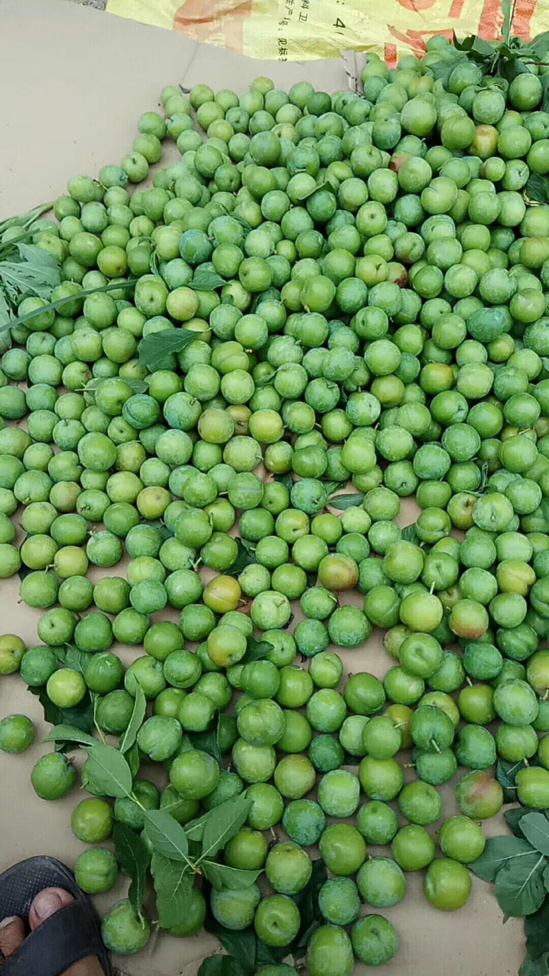 大量加工蜜饯用小青果货源充足保质保量代发货